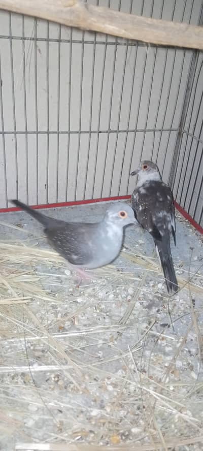 sale dove and budgie and fisher