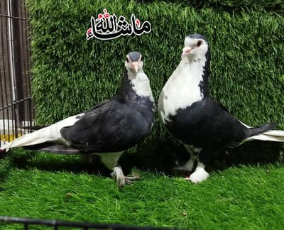 Sherazi  Breder pair with 2 eggs  For Sale