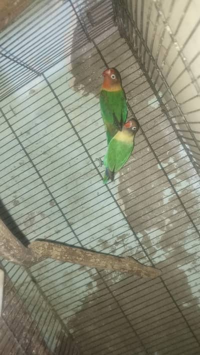 a o a Love Bird sale