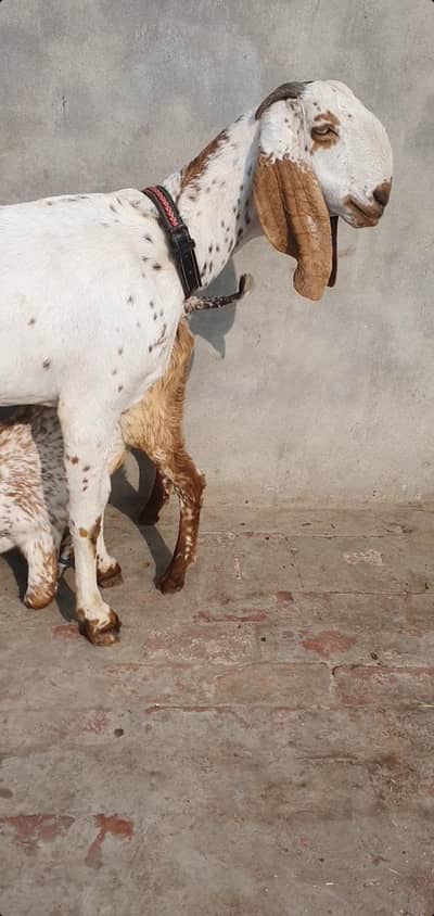 Pure Makhi Chinni Goat