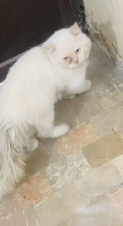 Persian Male Cat