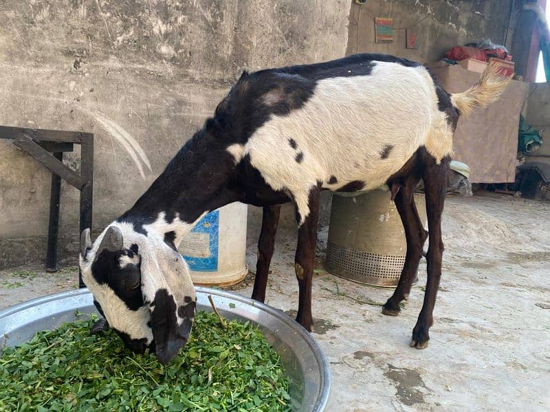 bakri 0