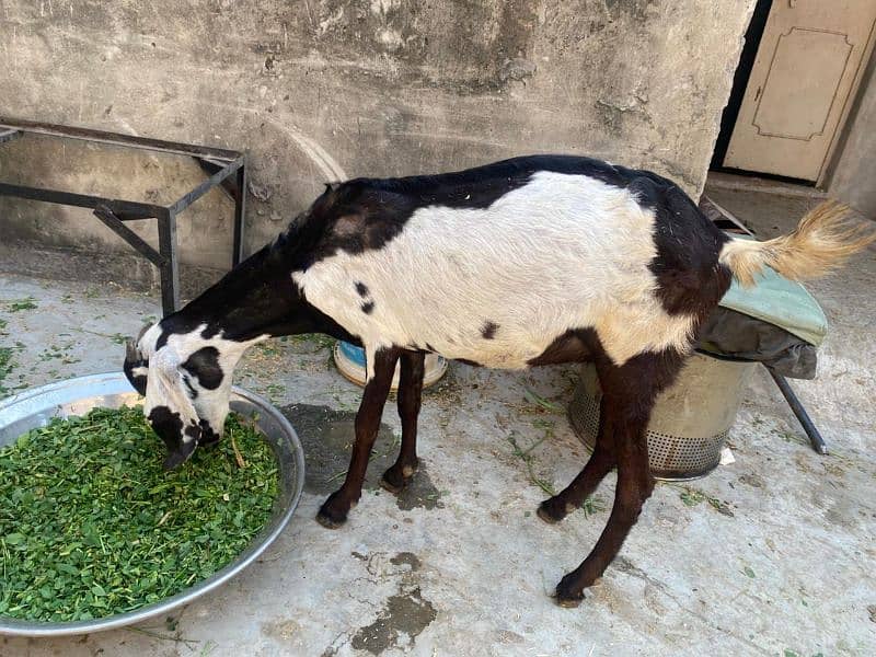 bakri 1