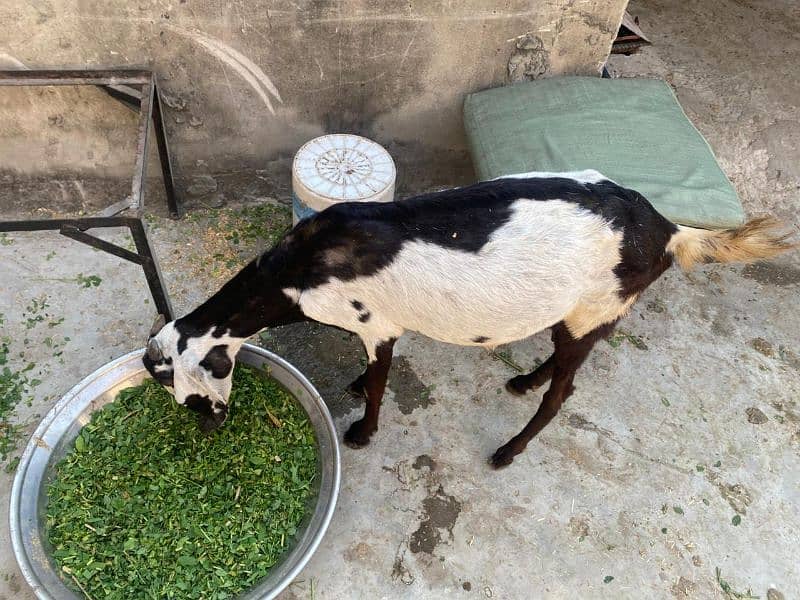 bakri 2