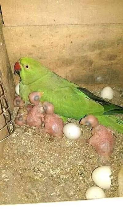 Ring neck pair with 4 chciks