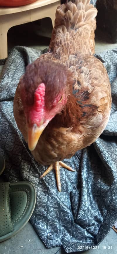 Aseel Mianwali desi morgi sale . . . . contact No 03102175883