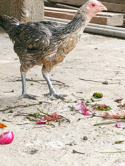 egg laying desi gray hens(2000) and double storage cage for sale (4000