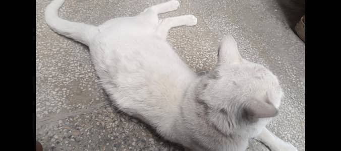 Persian Cat  For Sale