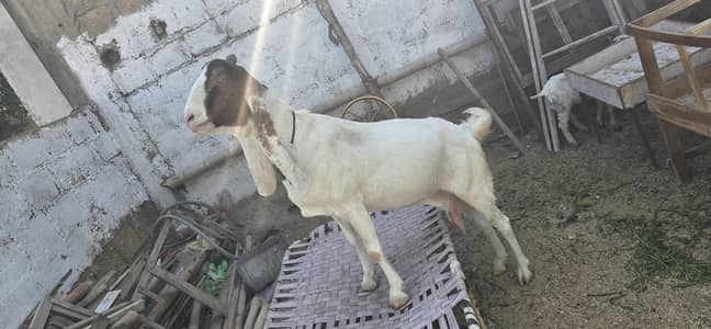 Gulabi bakri full jumbo size