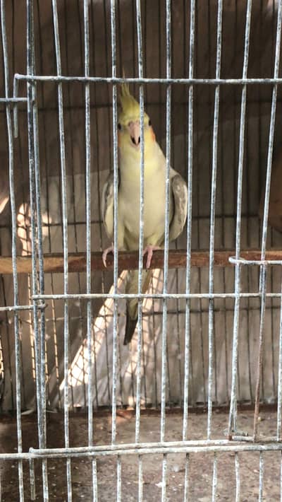Cockatiel pearl male