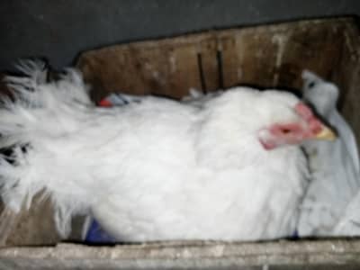 Long hight ki kurak  pure white madi hai.