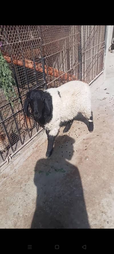 5 mahine ka dumba hai bahi bilkul okay hi dumba