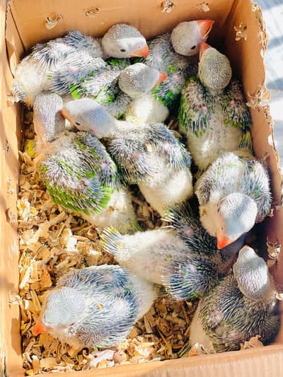 MASHA ALLAH kashmiri Raw Healthy Chicks Available in kharian