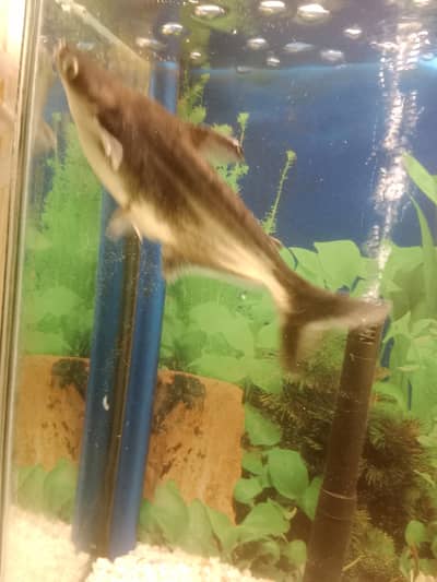 Blue Line shark confirm pair for sale 8 inches plus size