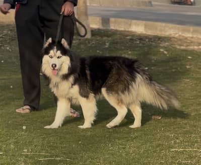 Siberian husky male