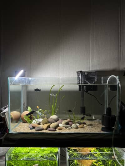 Aquarium , fish tank , planted tank