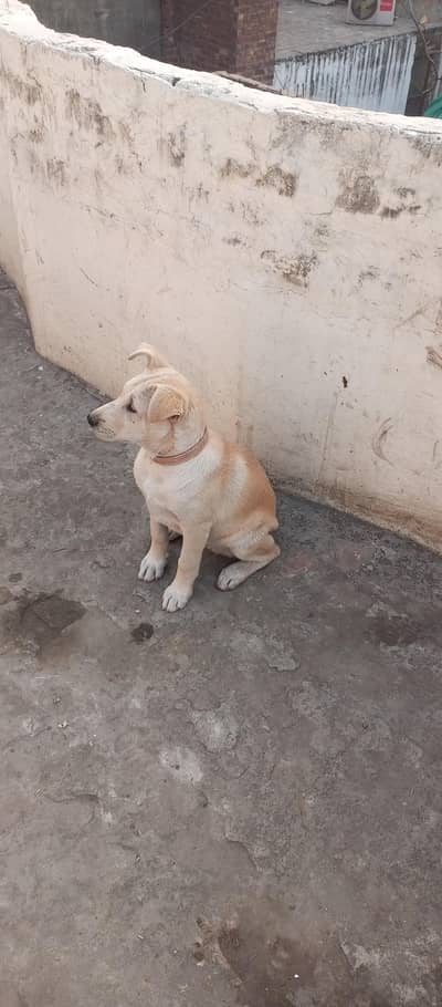 Siberian husky and libra cross