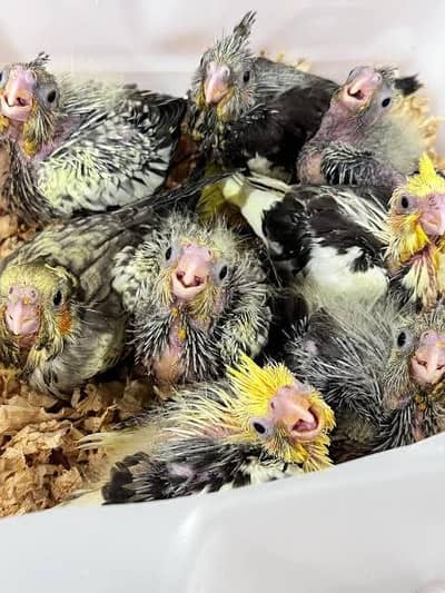 cocktail chicks and budgies chicks ready to breed pair spangle