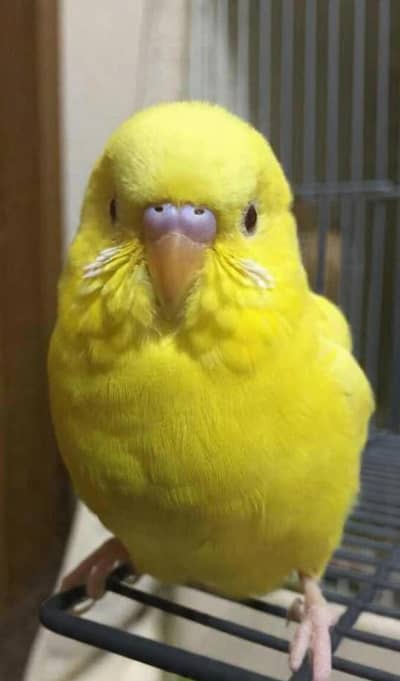 Budgie Australian pair ino albino lutino