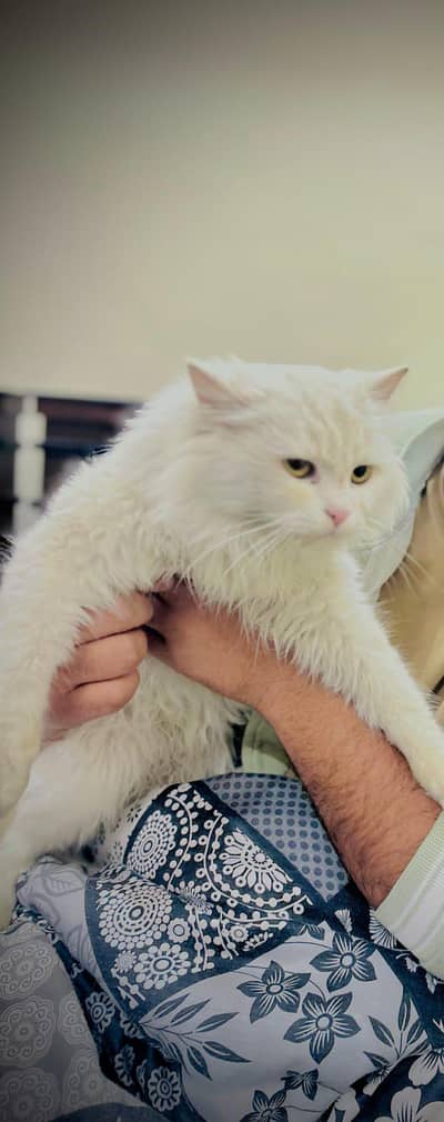 pure Persian cat (Tinna)