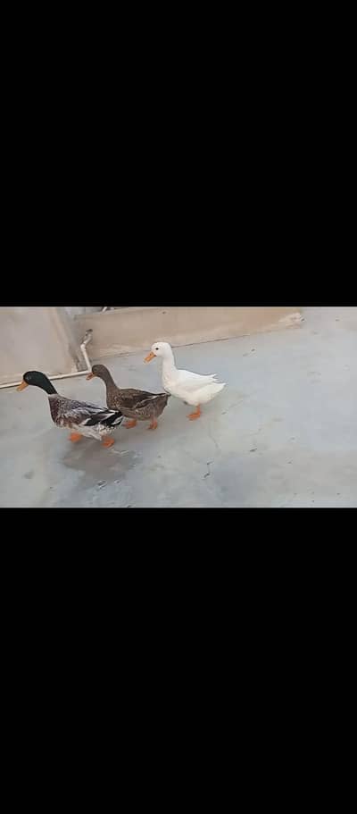 pair of DUCKS + extra male