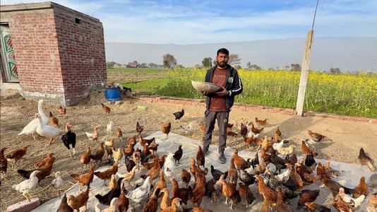 organic 100% Desi Chickens