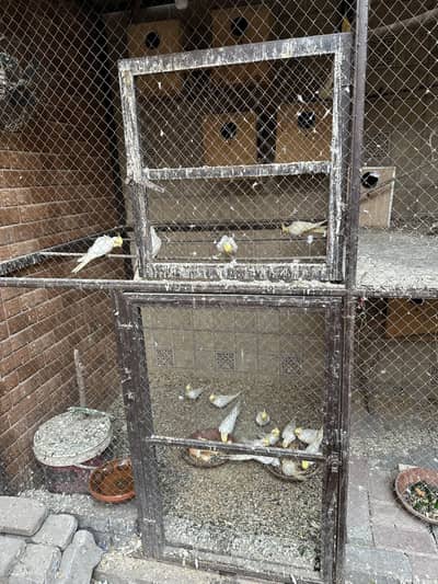 Cocktails birds red eye eno & creamy cocktail red eyses