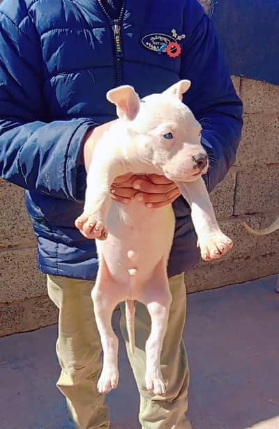 pure kuhati gualter male karni kan blue ayes