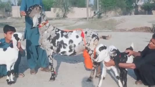 +03106417029 Bakri For Sale