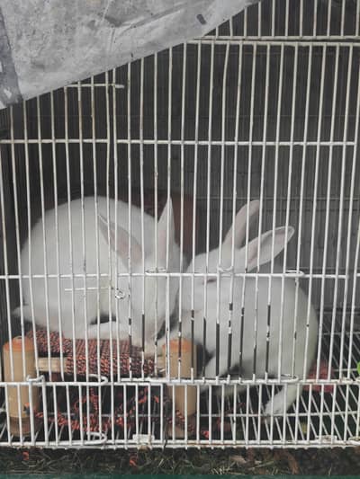 1 pair of rabbit red eyes