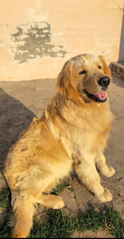 golden retriever for stunt