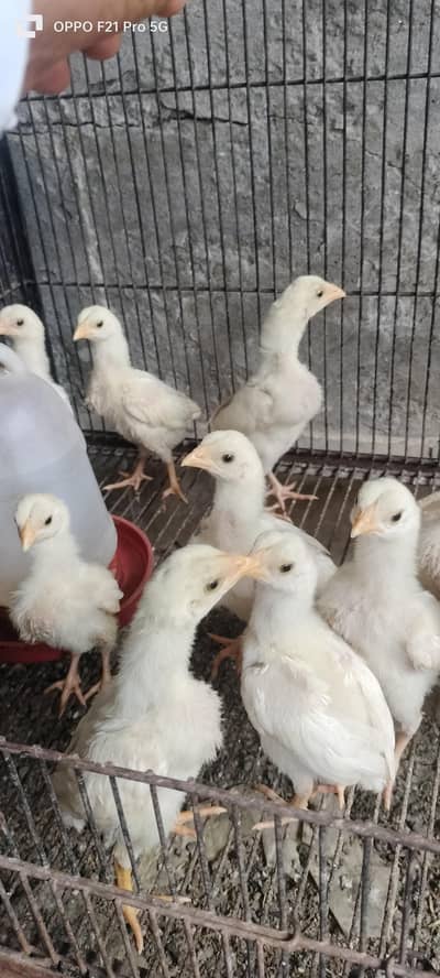 paper white Hira chicks