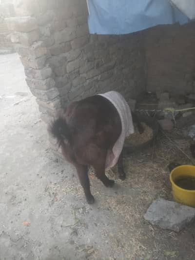 ghot for sale 03159554979