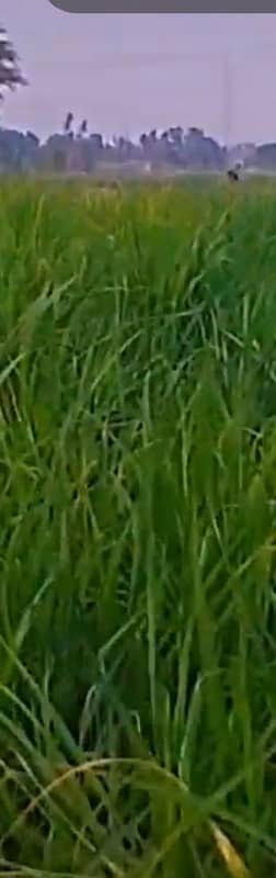 Agriculture Land For Sale Muzaffar Garh Kot Adu