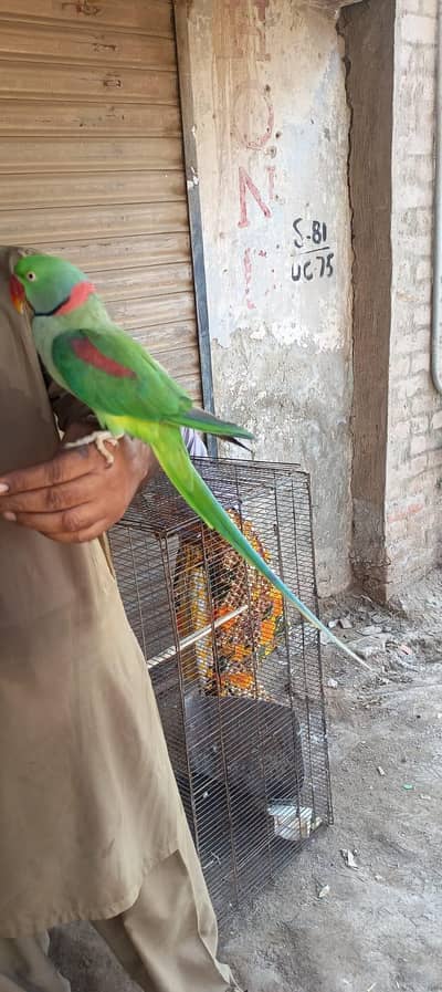 raw parrot    030469/'*92*!'!:/323