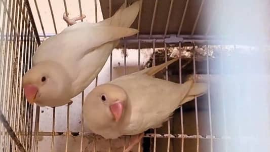 albino creamino decino palefallow