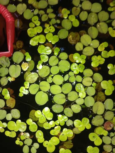 aquarium live floating plants