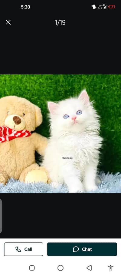 Persian cat for sale male or female my WhatsApp 03297552620