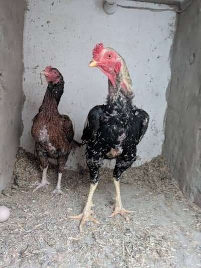 Breeder Jawa Shijra Pair or Pathiyaan