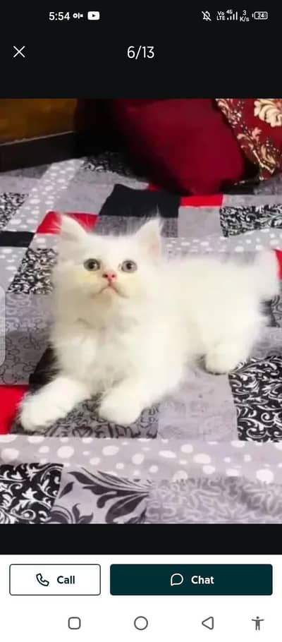 Persian cat for sale male or female my WhatsApp 03297552620