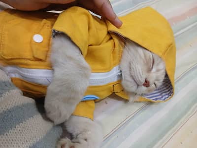 2 persion female and male kitten both