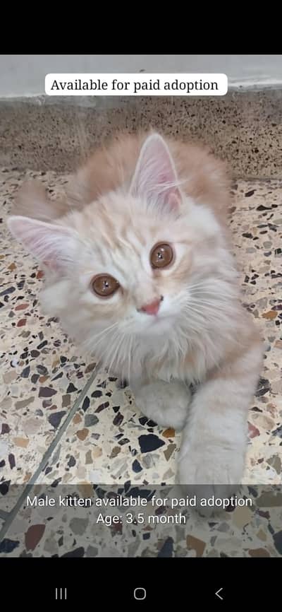 2 persian female and male cat (kitten) both