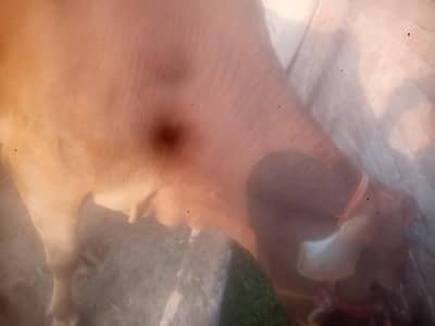 jarsi or walati cross   15 din ho  gy ha soi ko 12 kg. dod ha