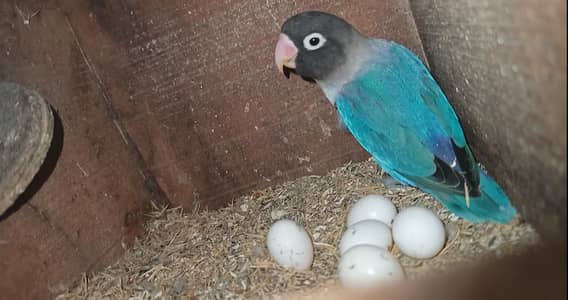 lovebirds breedar pair woth eggs home breed