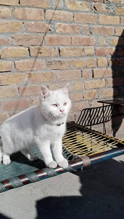 White Persian Cats  ( Pair ]