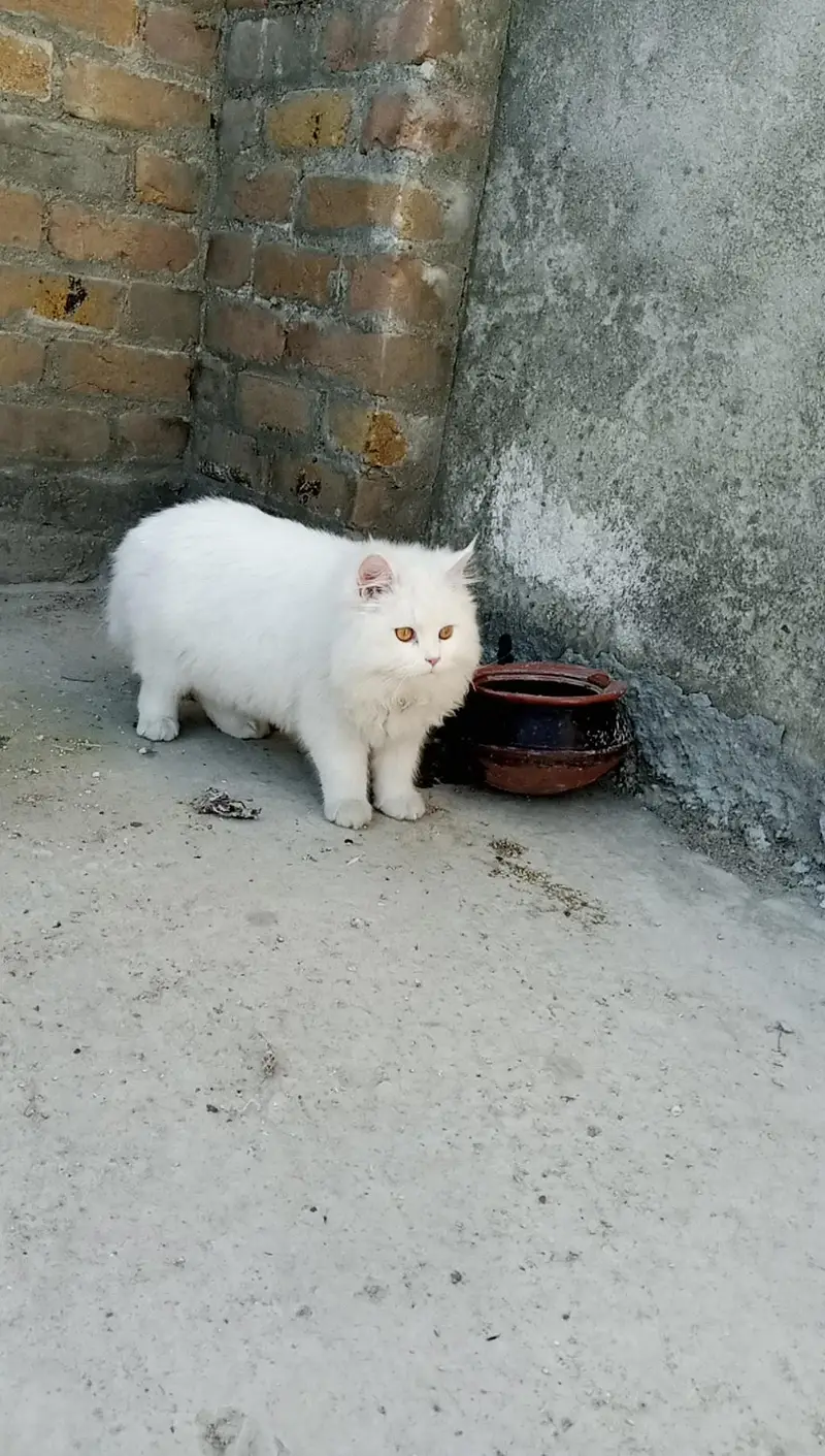 White Persian Cats  ( Pair ] — photo 2