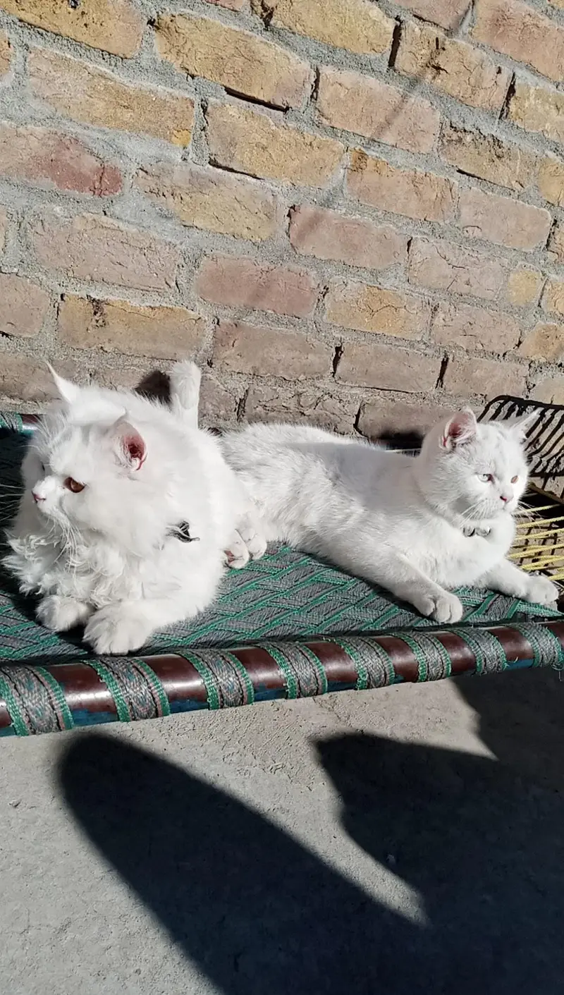 White Persian Cats  ( Pair ] — photo 3