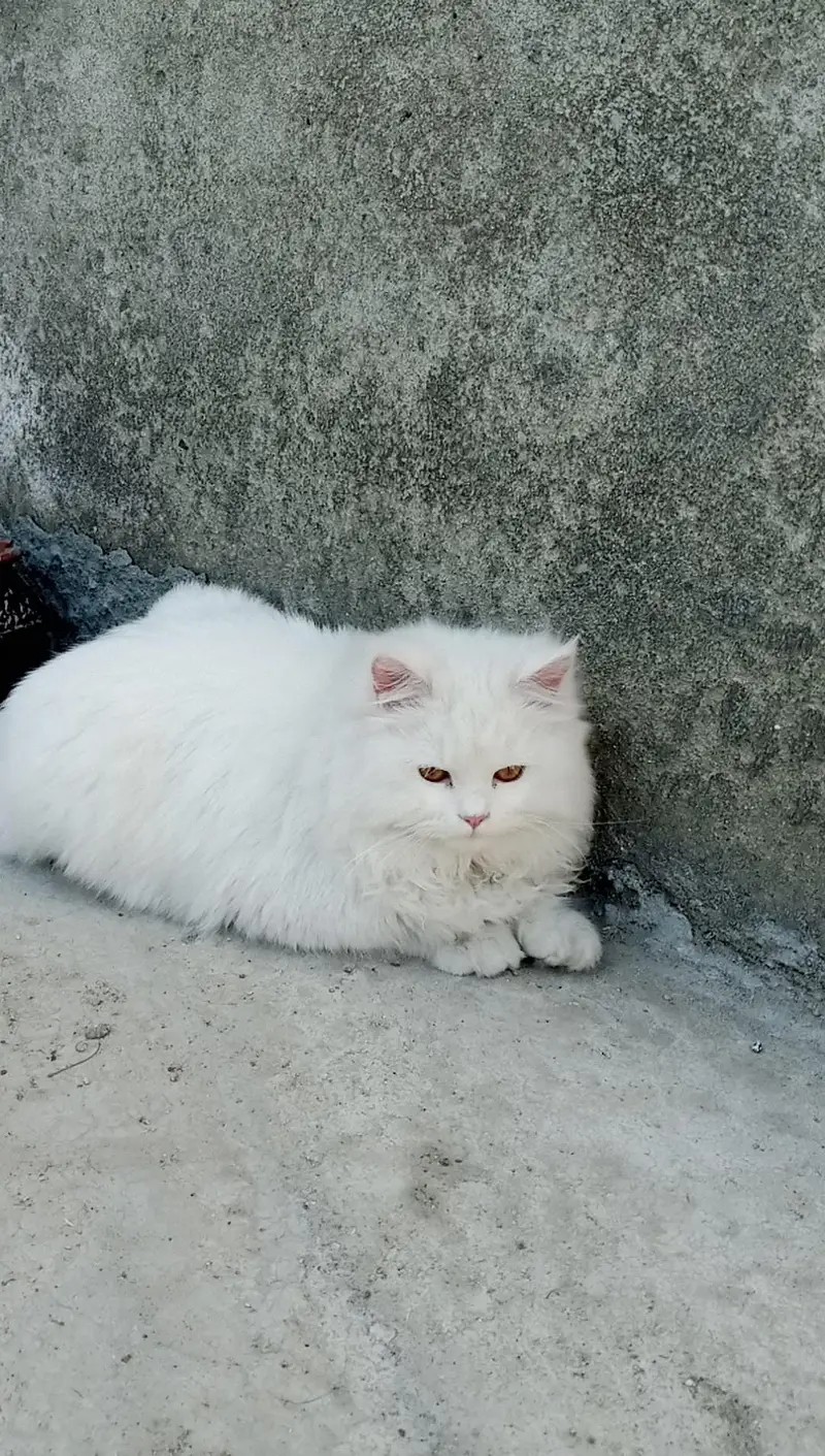 White Persian Cats  ( Pair ] — photo 4
