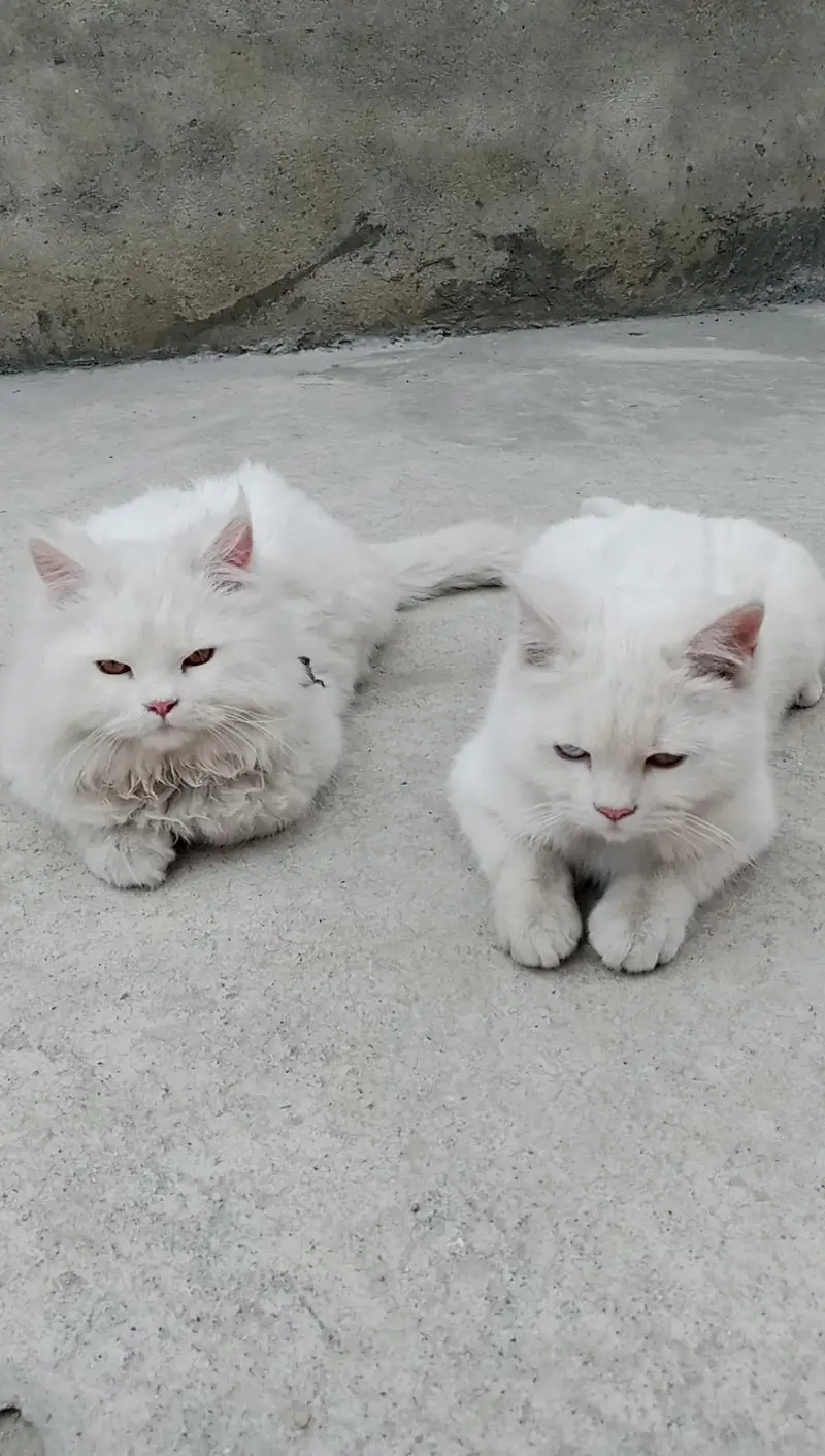 White Persian Cats  ( Pair ] — photo 5