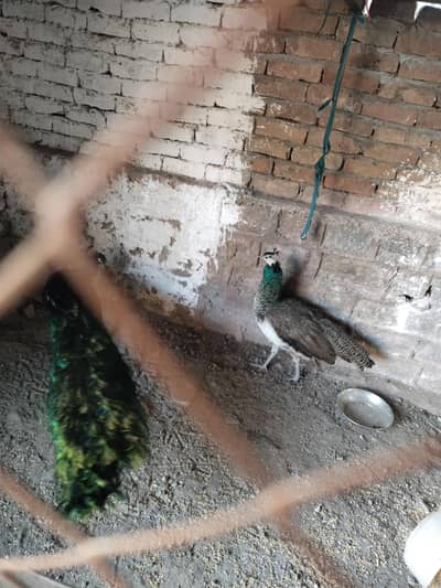 indian blue shoulder  03058914879 call or what's app